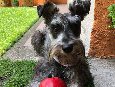 Perro y gatos adoptados