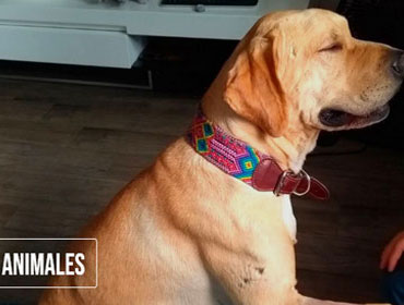 Denuncia el maltrato animal