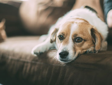 Los animales #nosonjuguetes